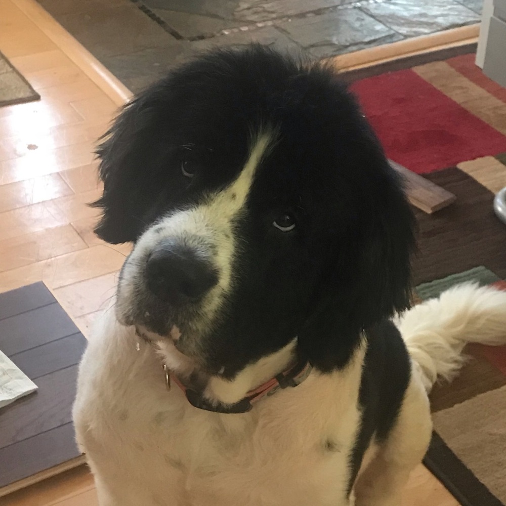 Meet your Posher, Heather